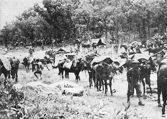 Mules were the only transport on the line of march.